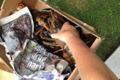 Lobsterfest 2013